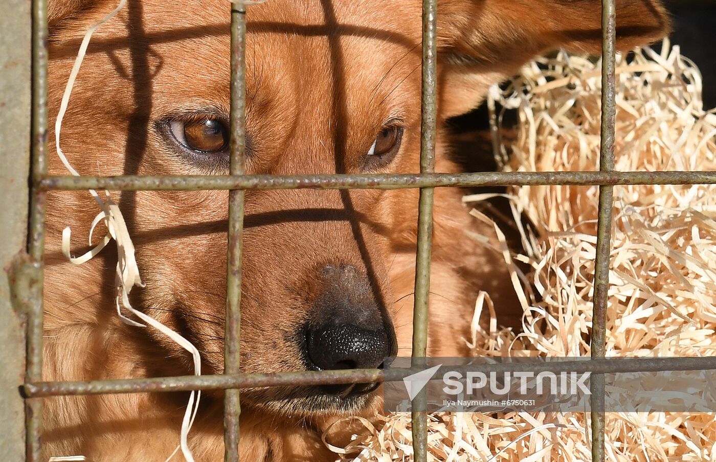 Russia Animals Stray Dogs