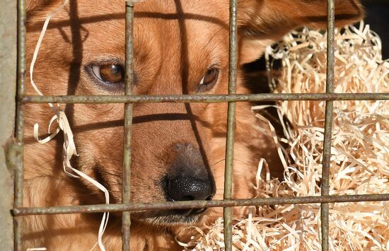 Russia Animals Stray Dogs