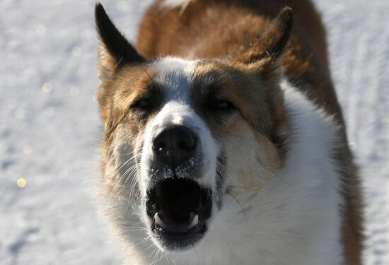 Russia Animals Stray Dogs