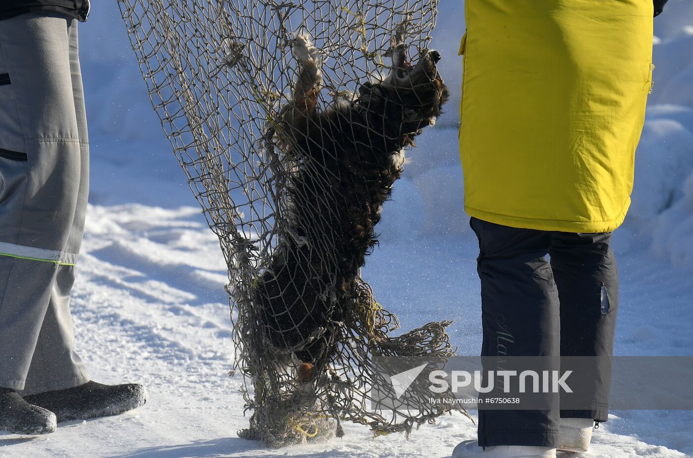 Russia Animals Stray Dogs
