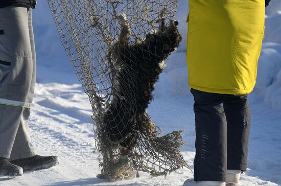 Russia Animals Stray Dogs
