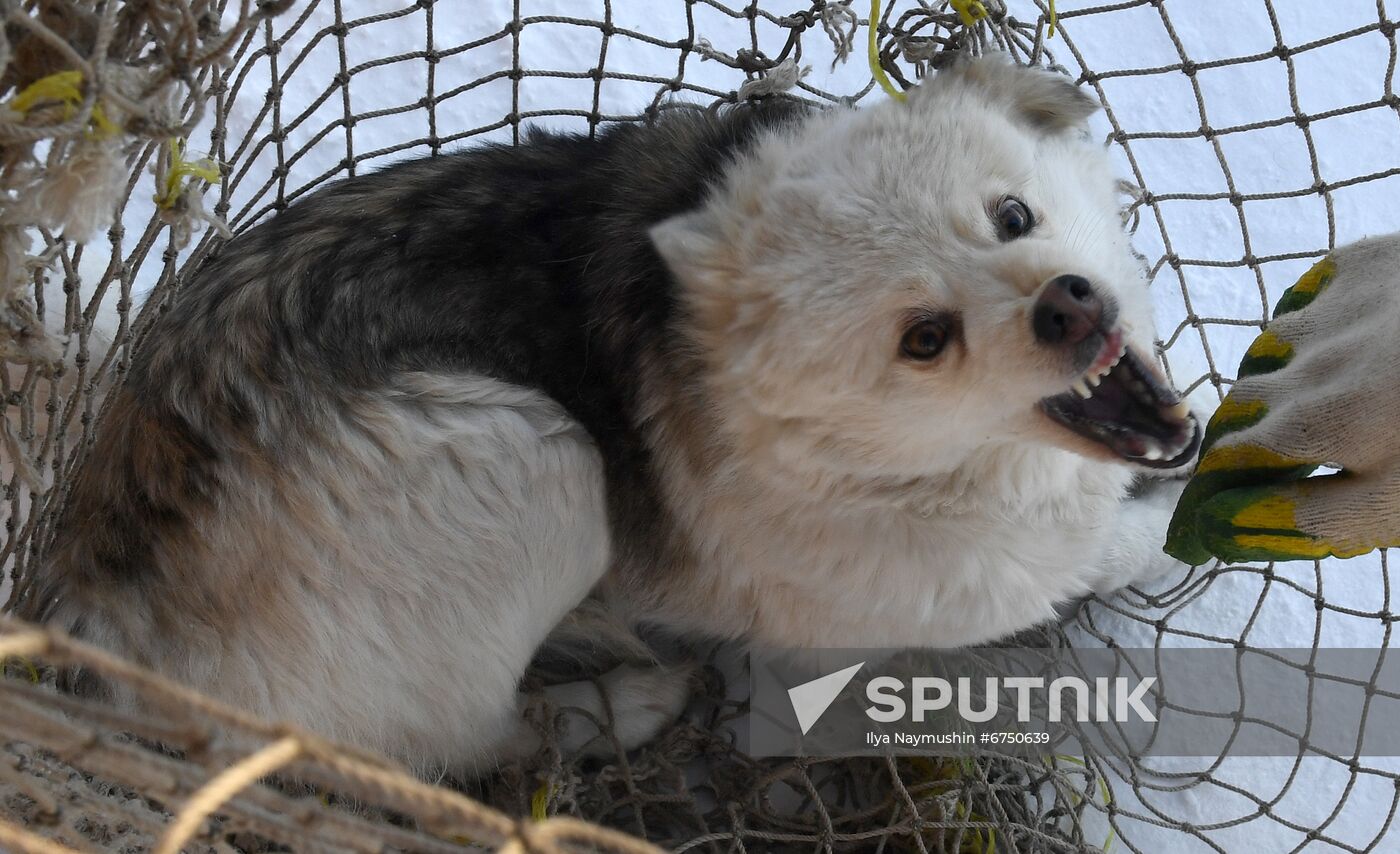 Russia Animals Stray Dogs
