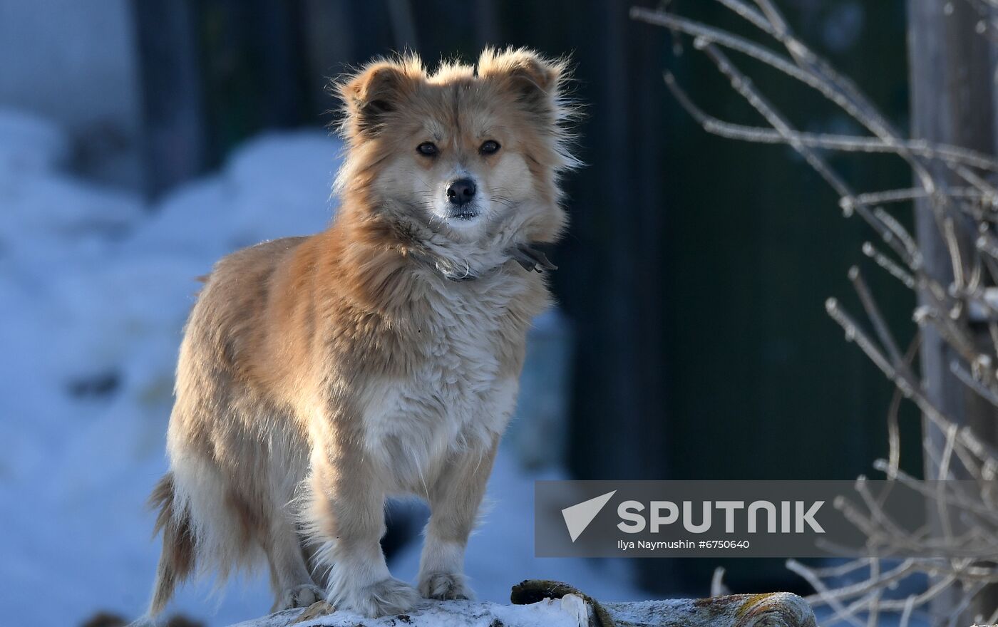 Russia Animals Stray Dogs