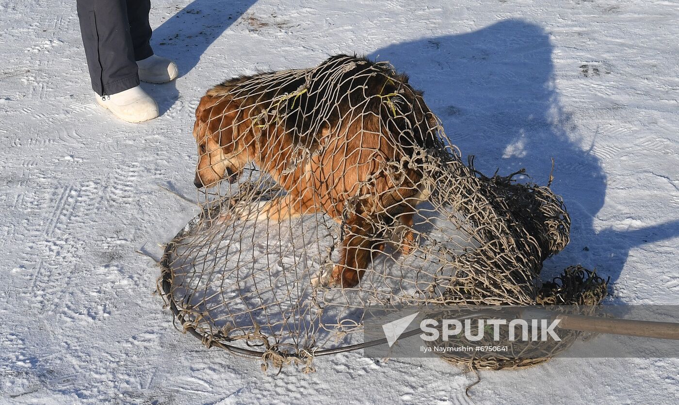 Russia Animals Stray Dogs