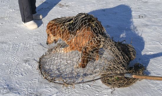 Russia Animals Stray Dogs