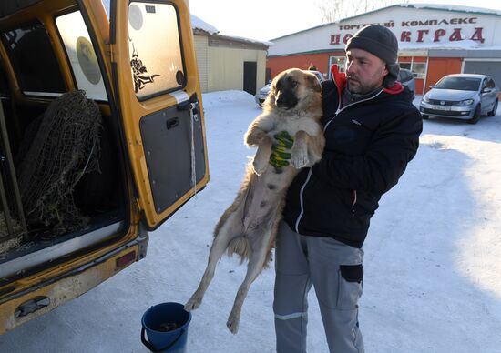 Russia Animals Stray Dogs