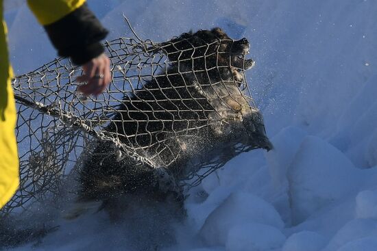 Russia Animals Stray Dogs