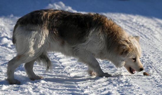 Russia Animals Stray Dogs