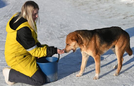 Russia Animals Stray Dogs