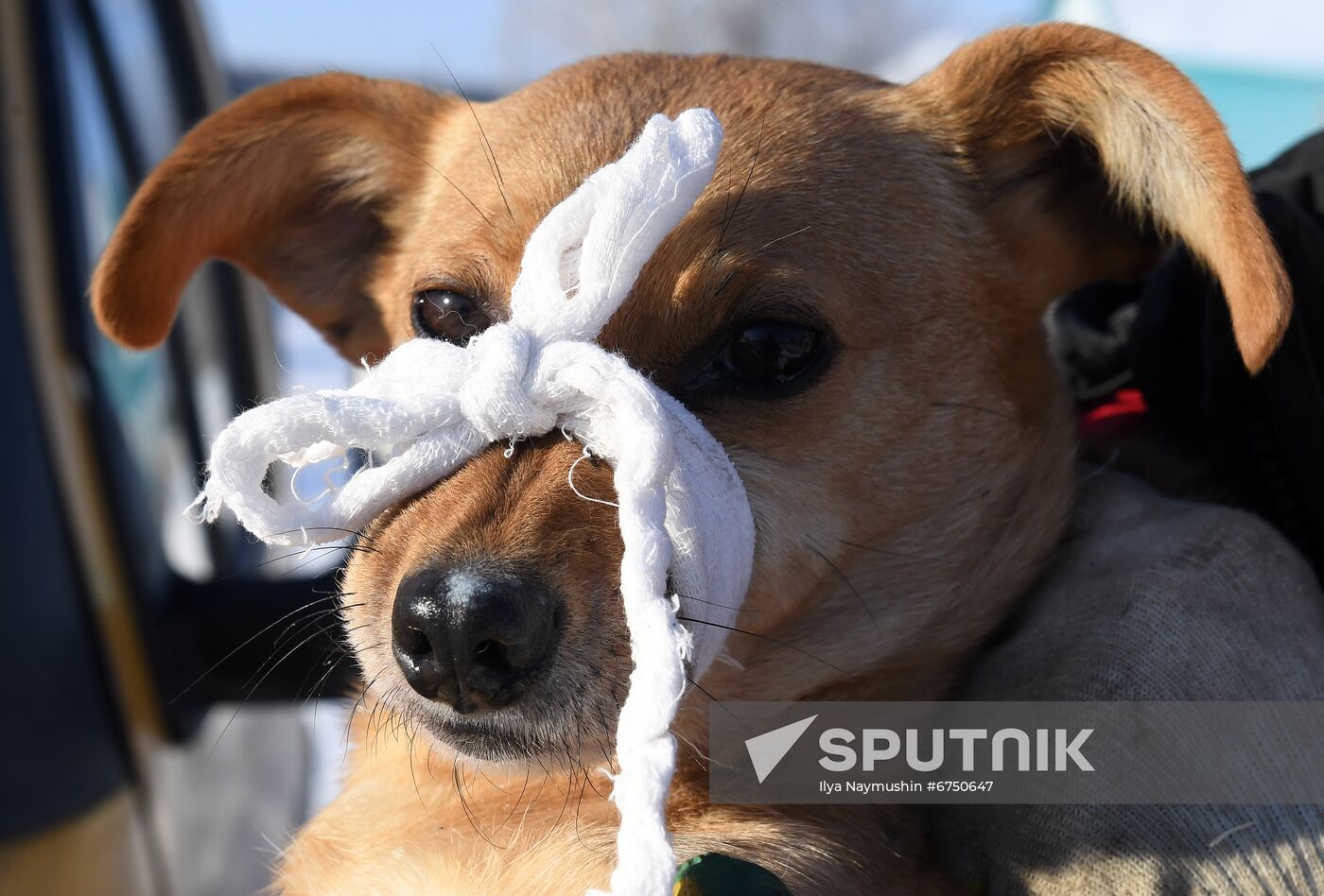 Russia Animals Stray Dogs