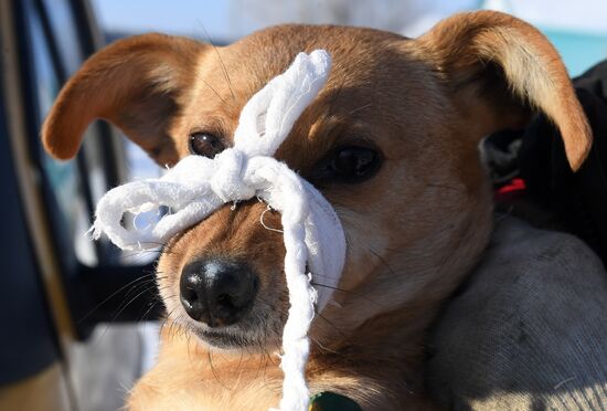 Russia Animals Stray Dogs