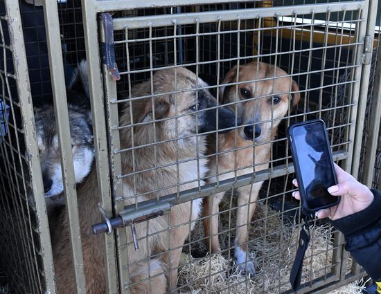 Russia Animals Stray Dogs
