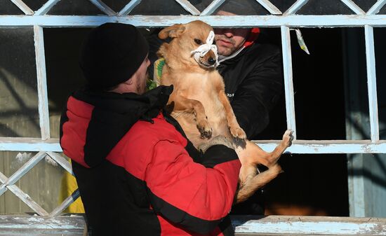 Russia Animals Stray Dogs