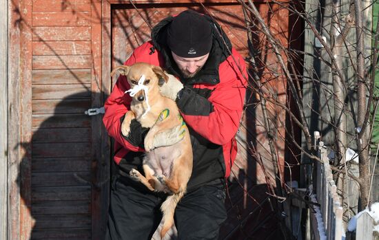Russia Animals Stray Dogs