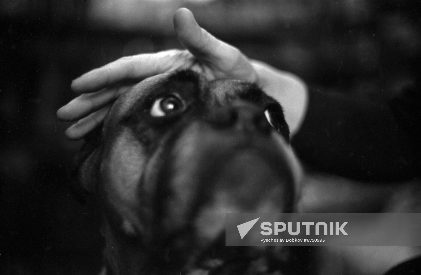 Veterinary clinic in Moscow