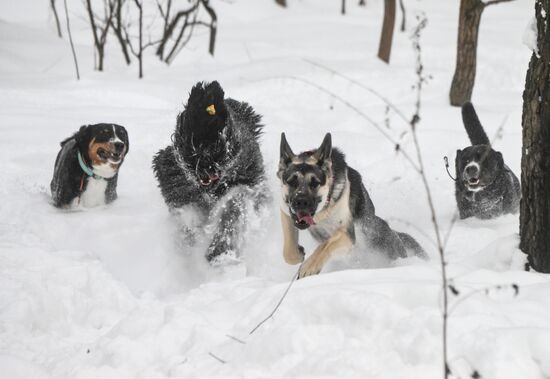 Russia Canine Centre