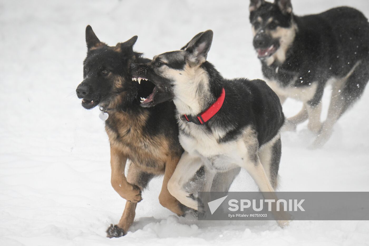 Russia Canine Centre