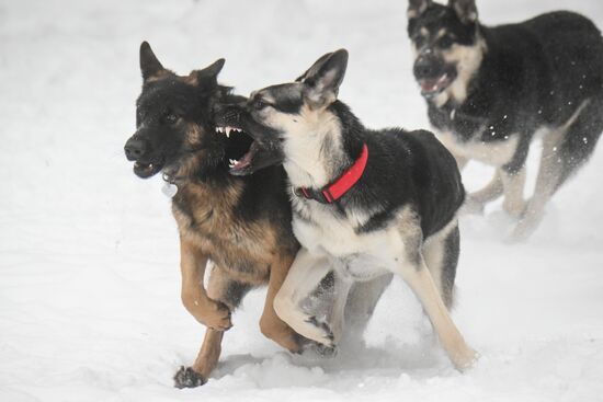 Russia Canine Centre