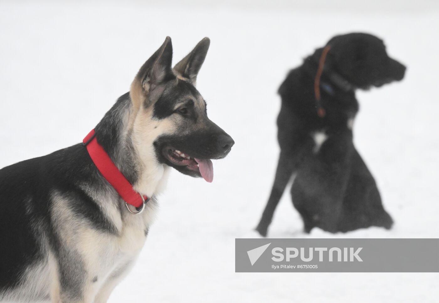 Russia Canine Centre