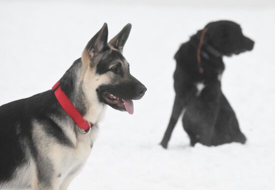Russia Canine Centre