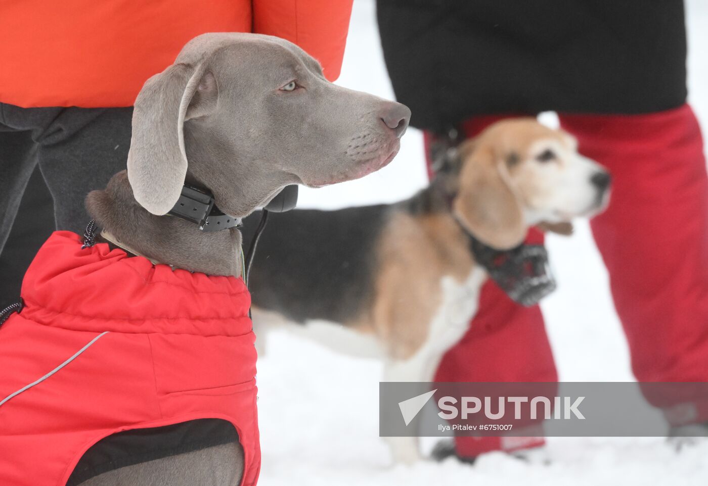 Russia Canine Centre