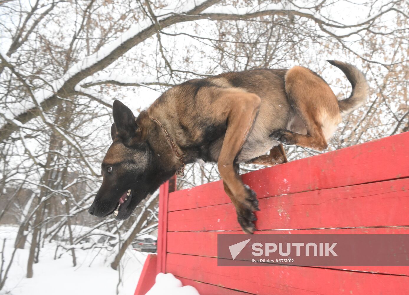 Russia Canine Centre
