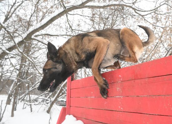 Russia Canine Centre