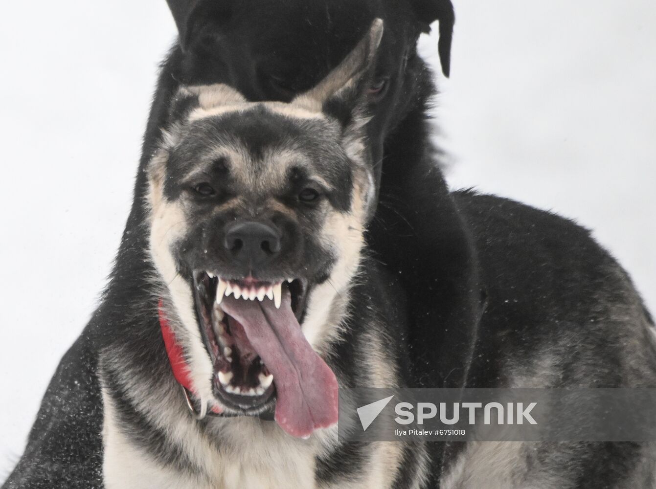 Russia Canine Centre