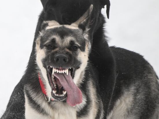 Russia Canine Centre