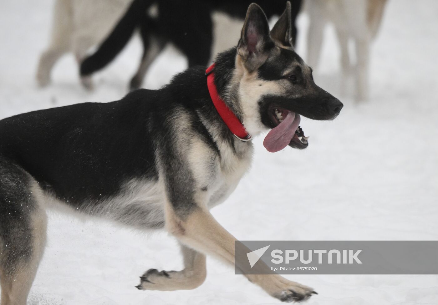 Russia Canine Centre