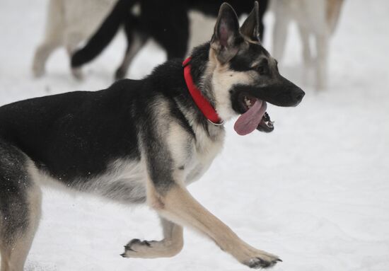 Russia Canine Centre