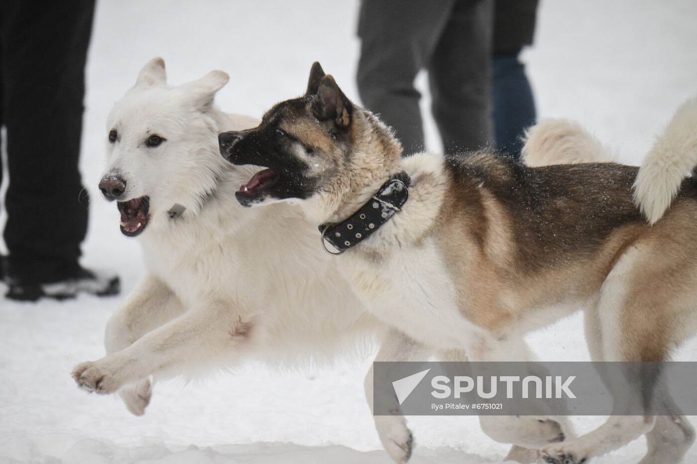 Russia Canine Centre