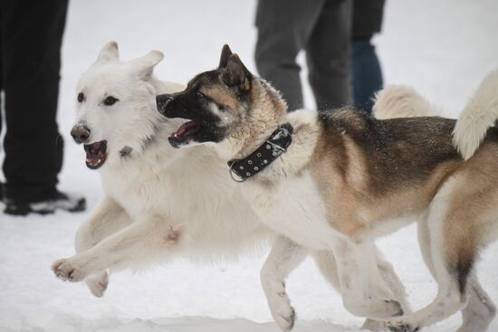 Russia Canine Centre