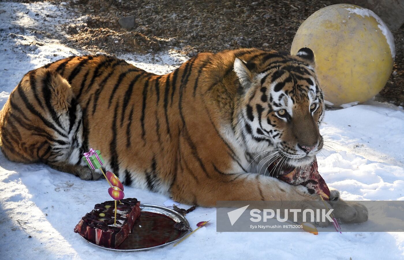 Russia Zoo Lunar New Year