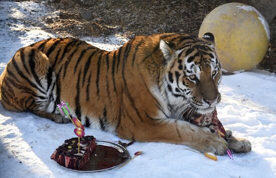 Russia Zoo Lunar New Year