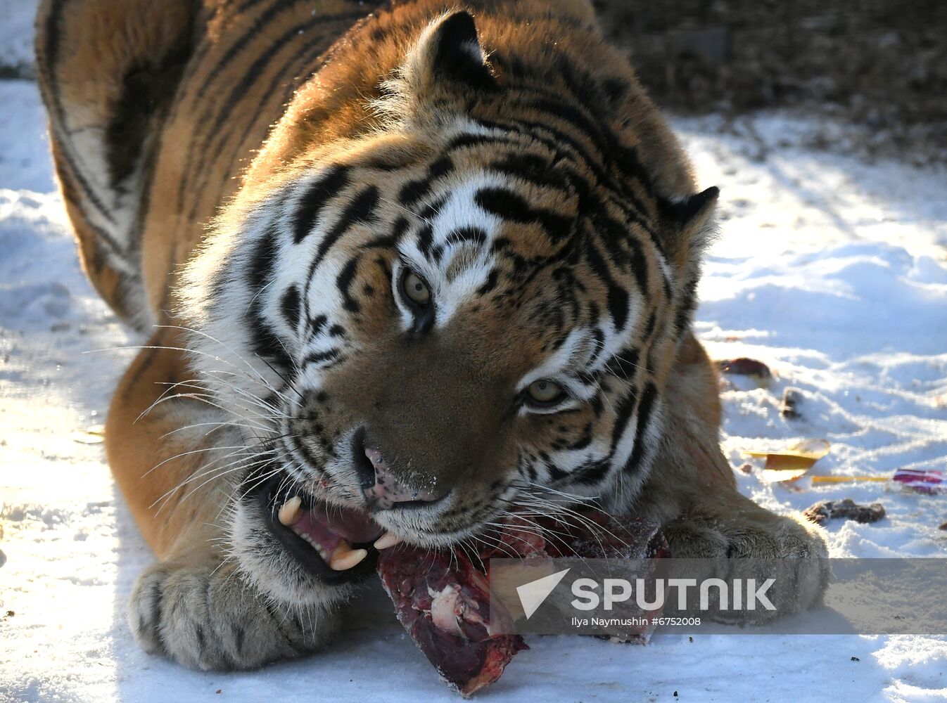 Russia Zoo Lunar New Year