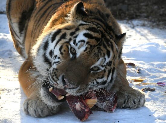 Russia Zoo Lunar New Year