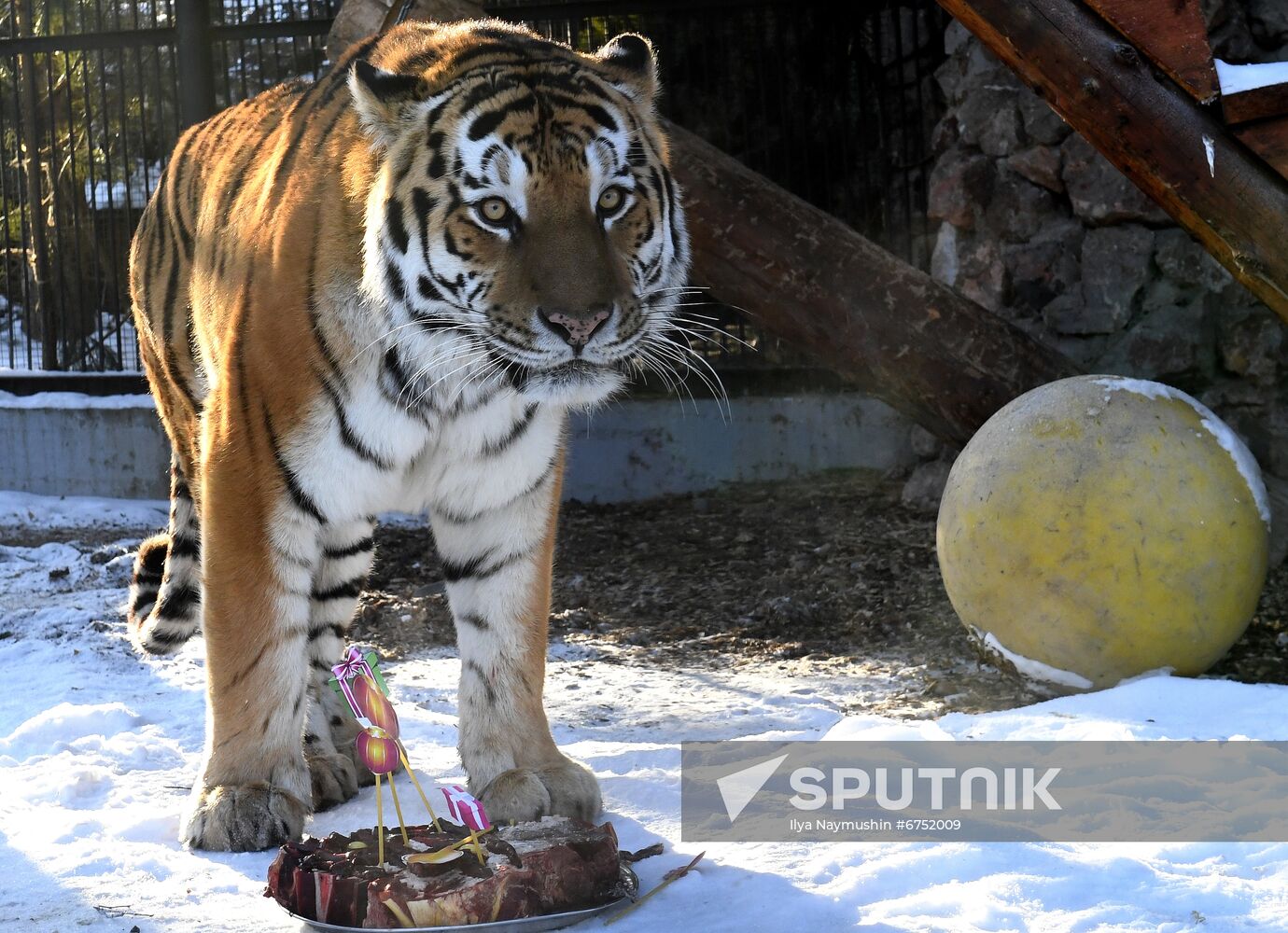 Russia Zoo Lunar New Year