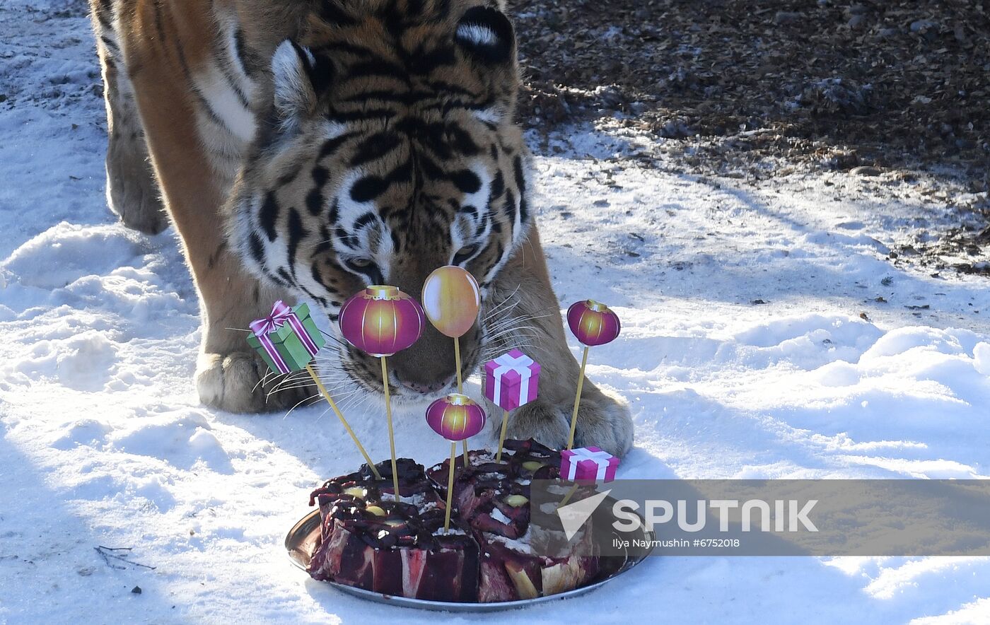 Russia Zoo Lunar New Year