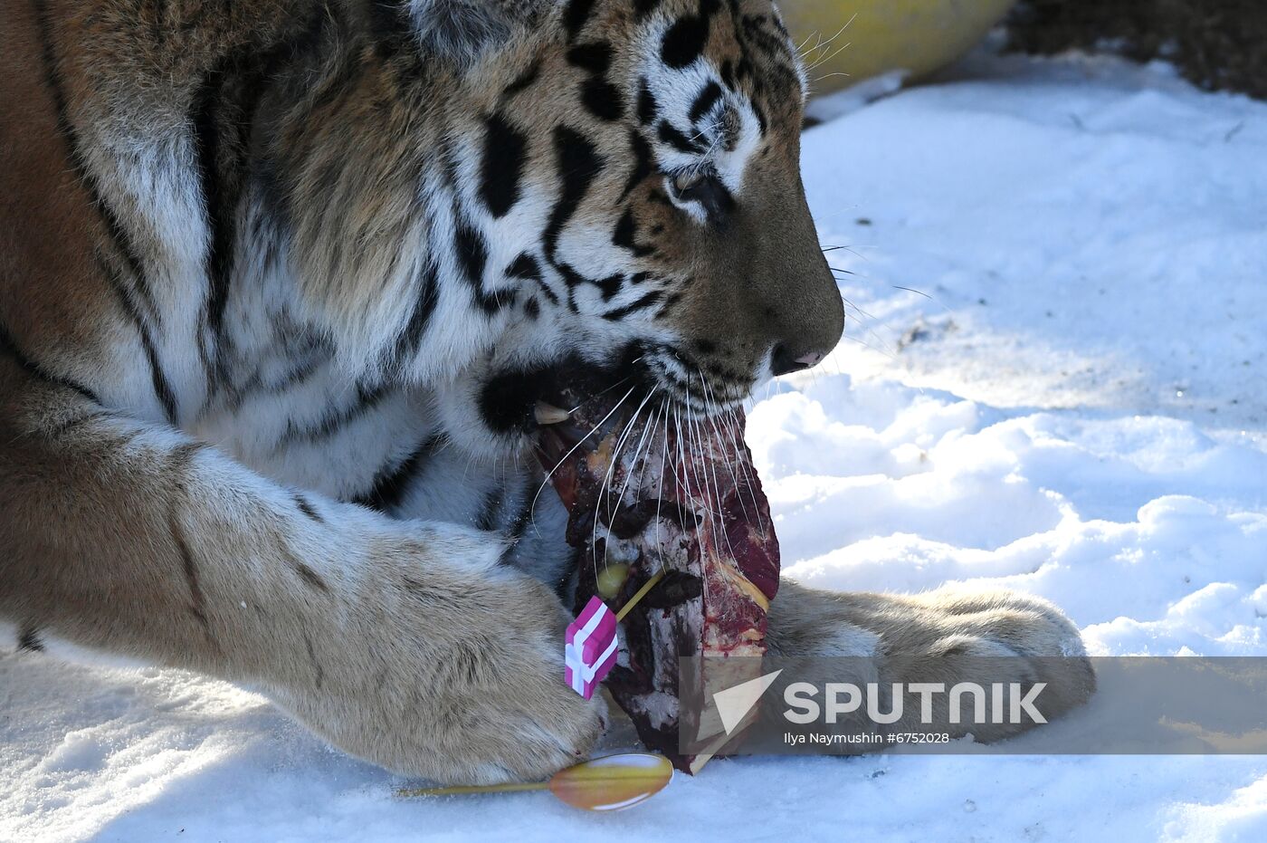 Russia Zoo Lunar New Year