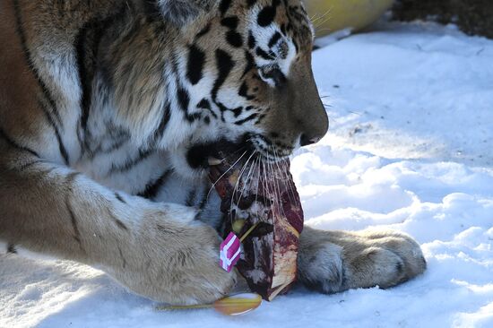 Russia Zoo Lunar New Year