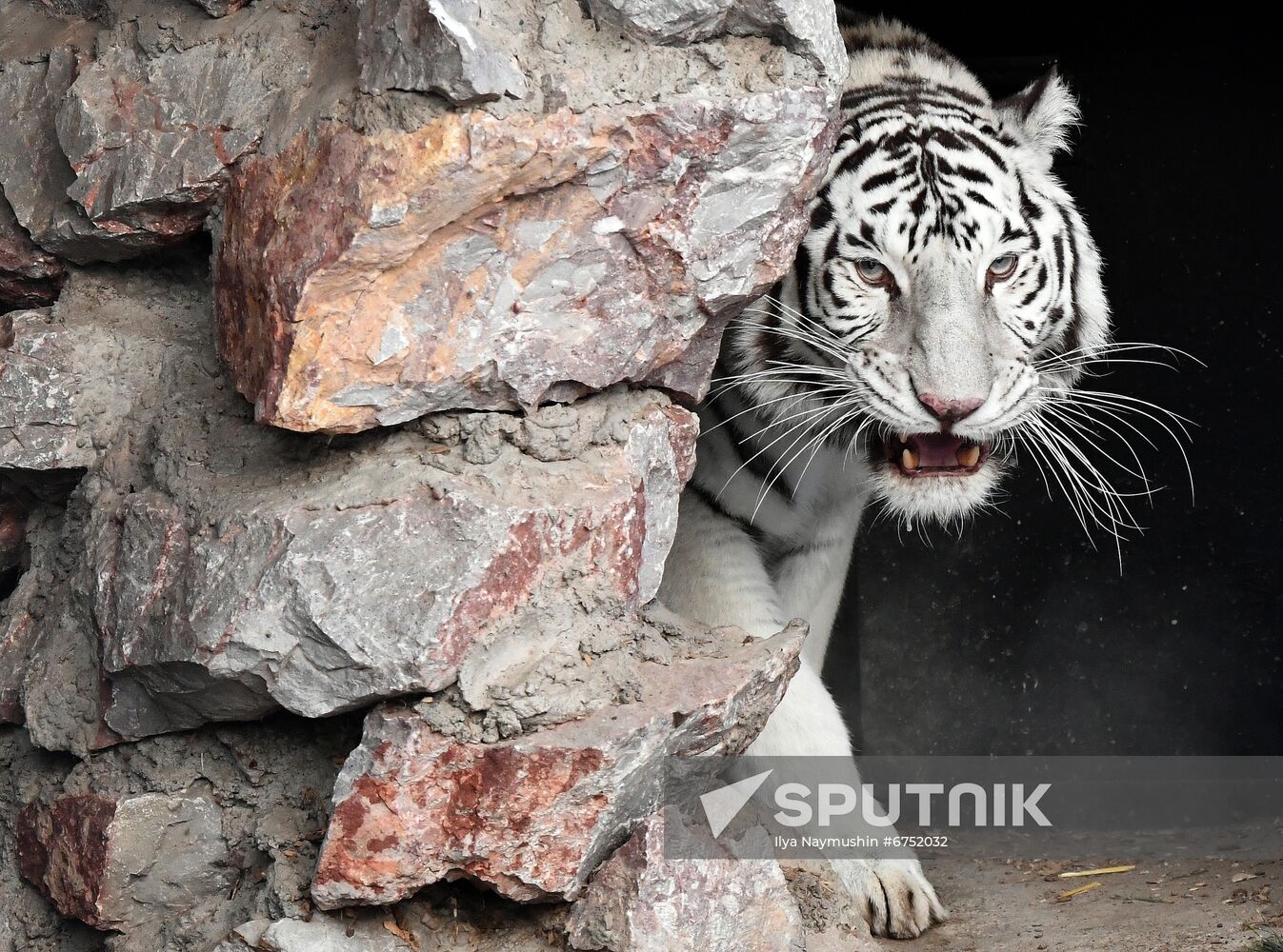 Russia Zoo Lunar New Year