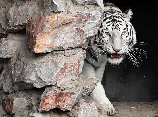 Russia Zoo Lunar New Year