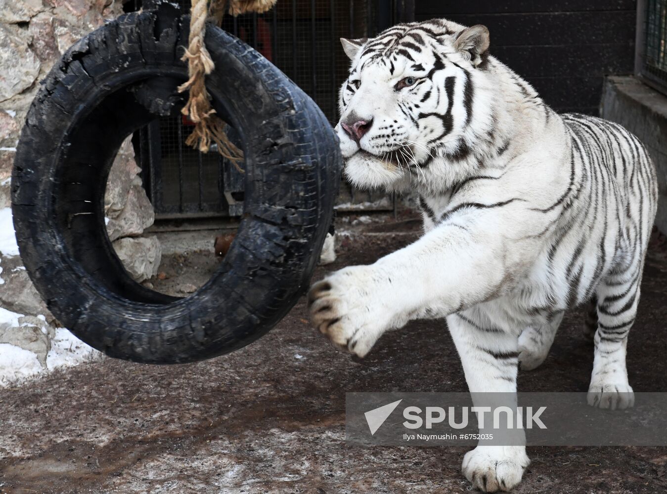 Russia Zoo Lunar New Year
