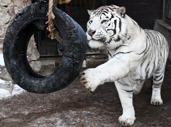Russia Zoo Lunar New Year
