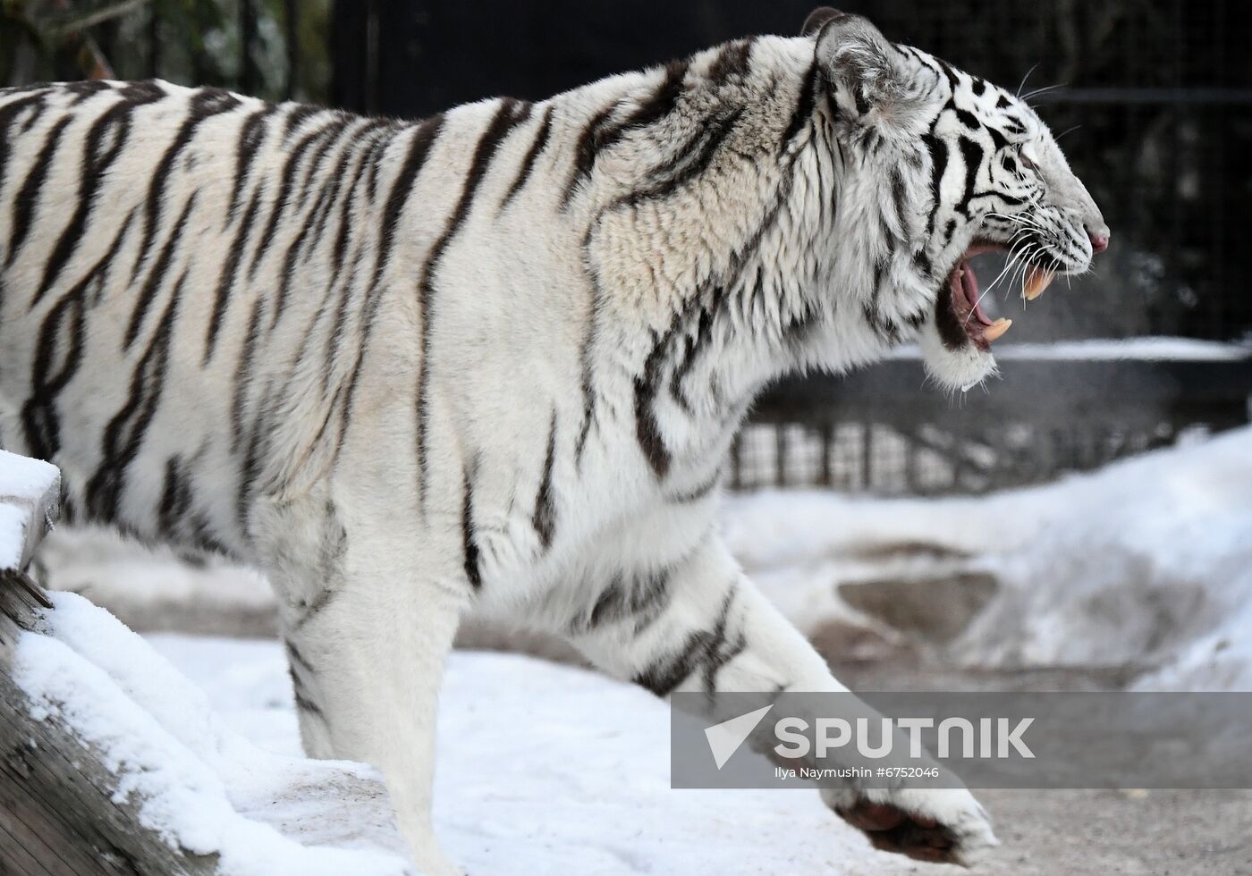 Russia Zoo Lunar New Year