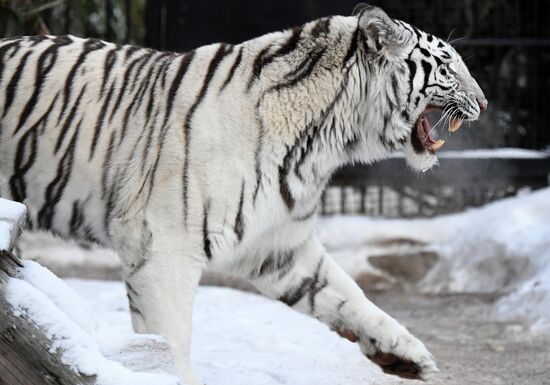 Russia Zoo Lunar New Year