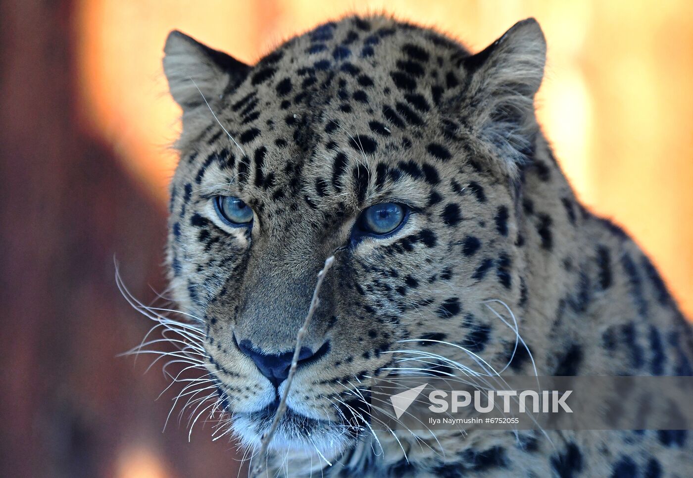 Russia Zoo Lunar New Year