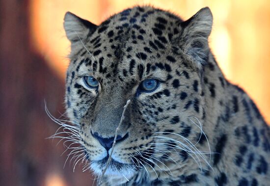 Russia Zoo Lunar New Year