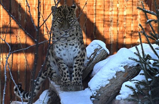 Russia Zoo Lunar New Year